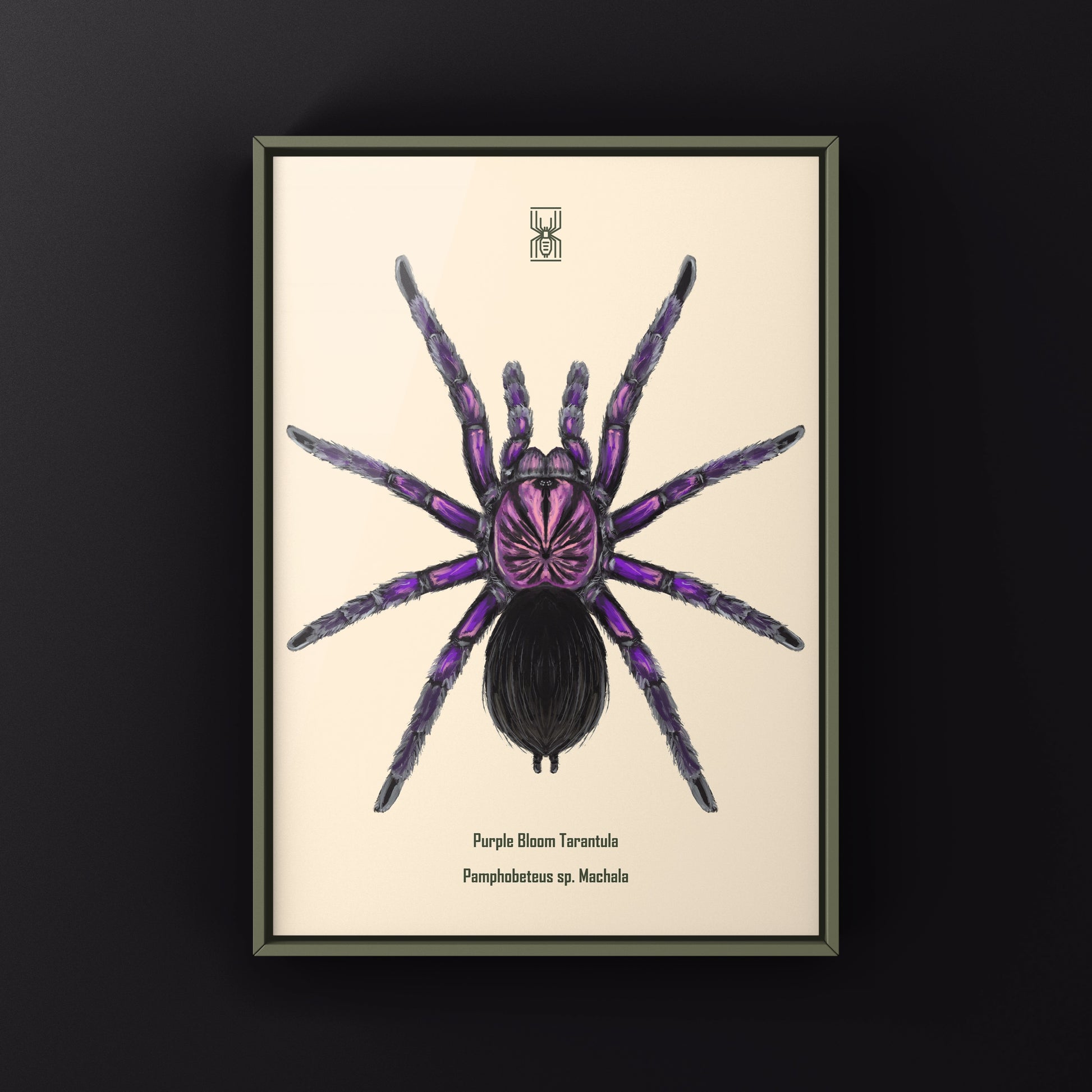 Purple Bloom Tarantula, Pamphobeteus sp. Machala, Photographic Art Print from The Silk Ranch