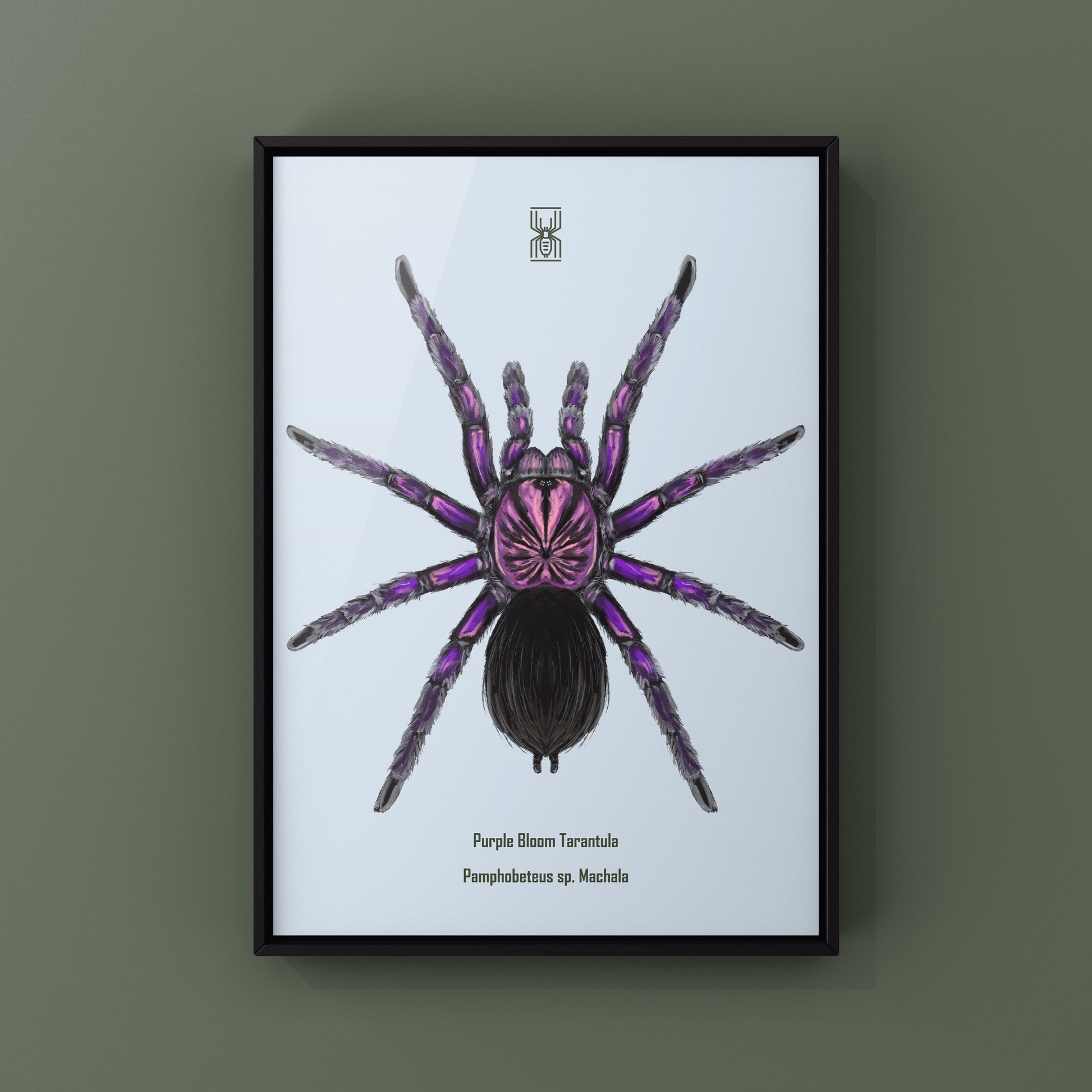 Purple Bloom Tarantula, Pamphobeteus sp. Machala, Photographic Art Print from The Silk Ranch