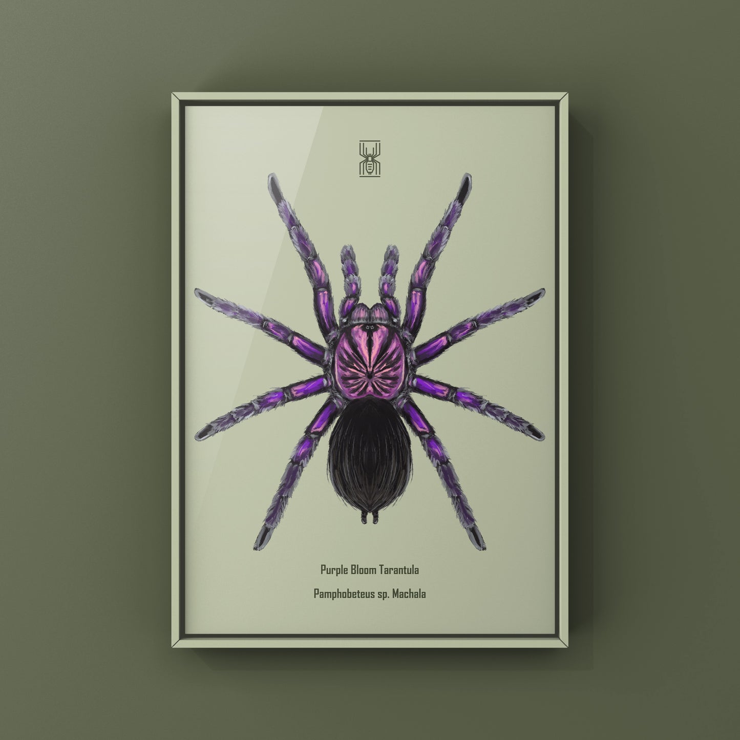 Purple Bloom Tarantula, Pamphobeteus sp. Machala, Photographic Art Print from The Silk Ranch