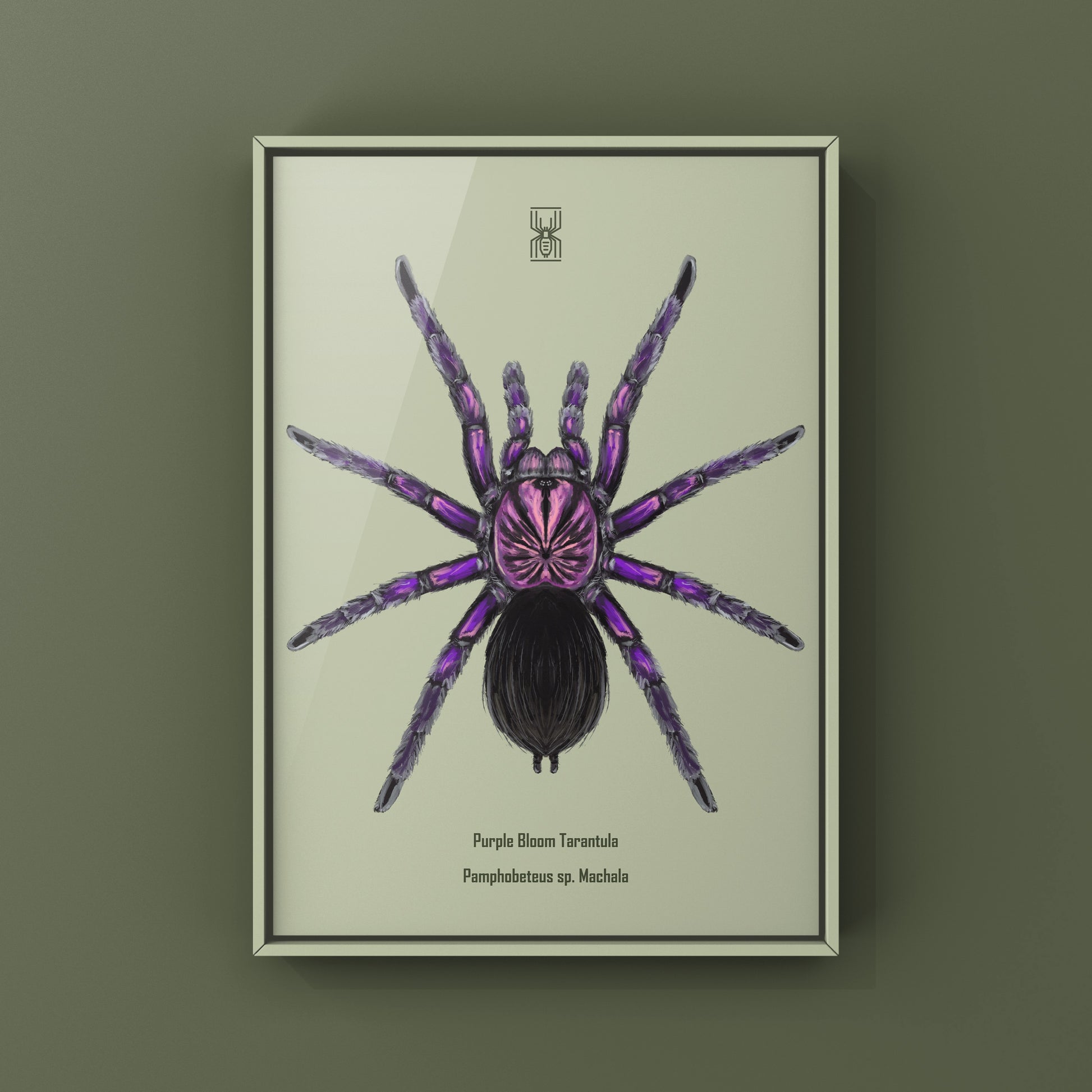 Purple Bloom Tarantula, Pamphobeteus sp. Machala, Photographic Art Print from The Silk Ranch
