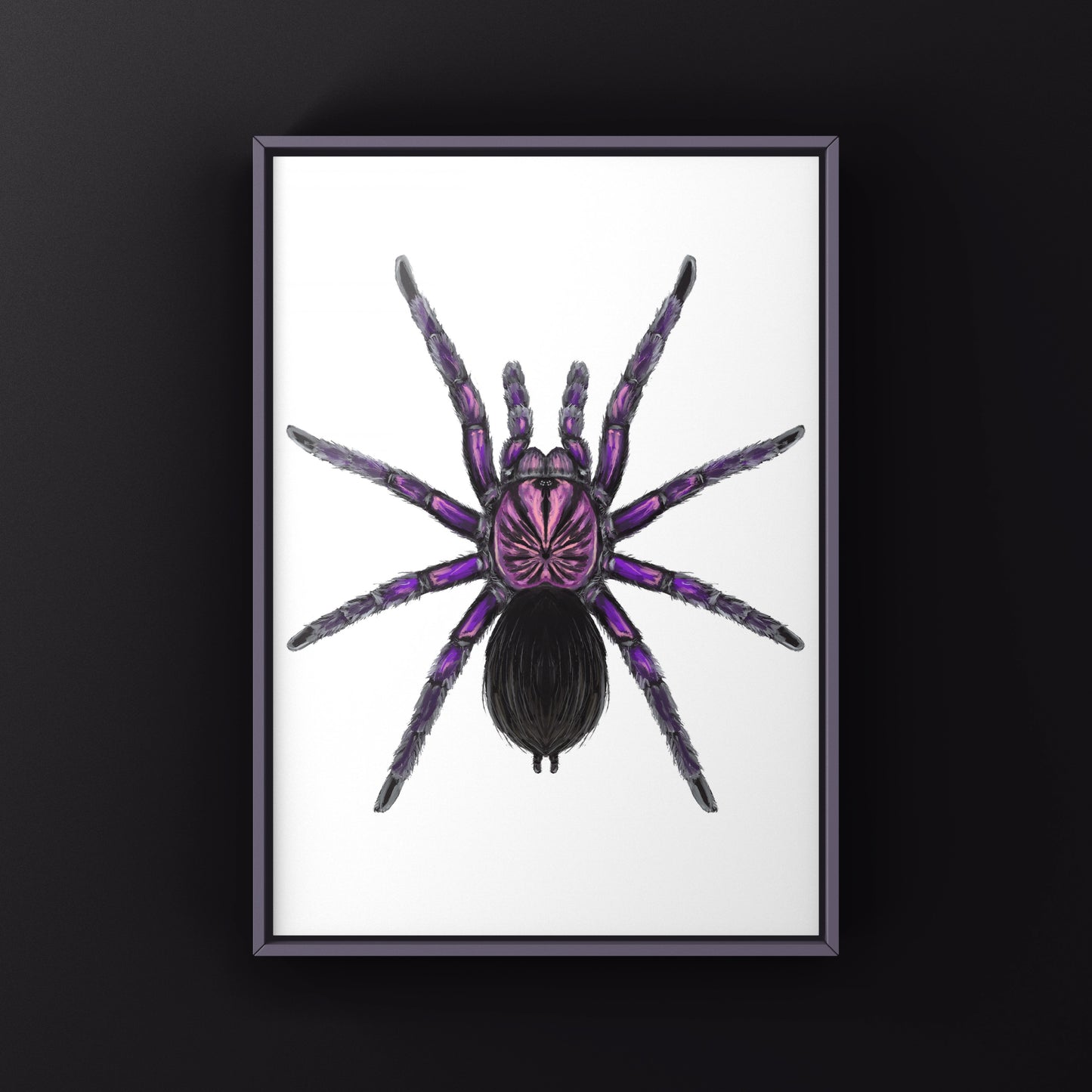 Purple Bloom Tarantula, Pamphobeteus sp. Machala, Photographic Art Print from The Silk Ranch