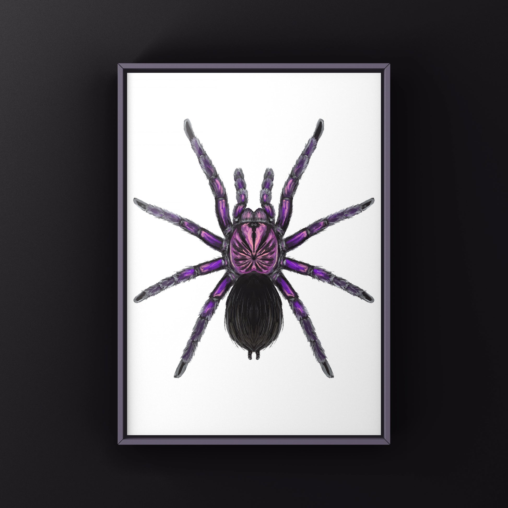 Purple Bloom Tarantula, Pamphobeteus sp. Machala, Photographic Art Print from The Silk Ranch