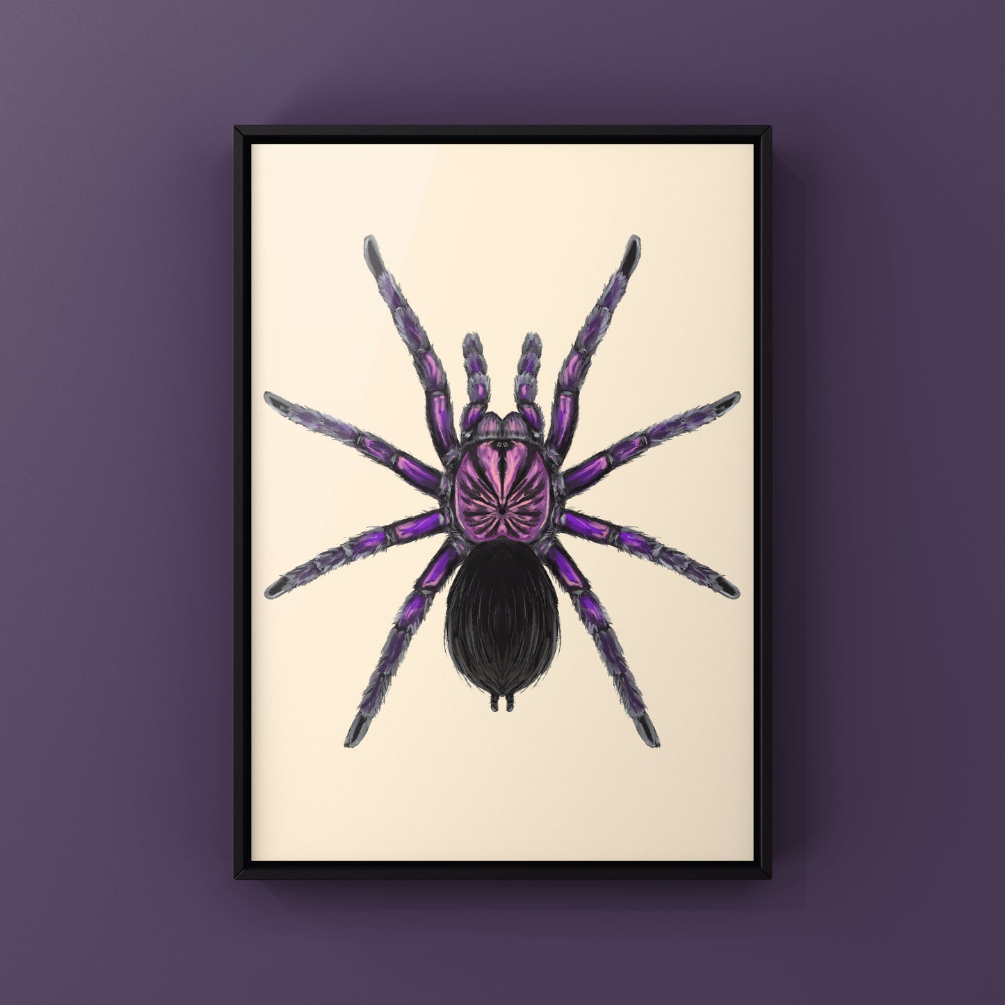 Purple Bloom Tarantula, Pamphobeteus sp. Machala, Photographic Art Print from The Silk Ranch