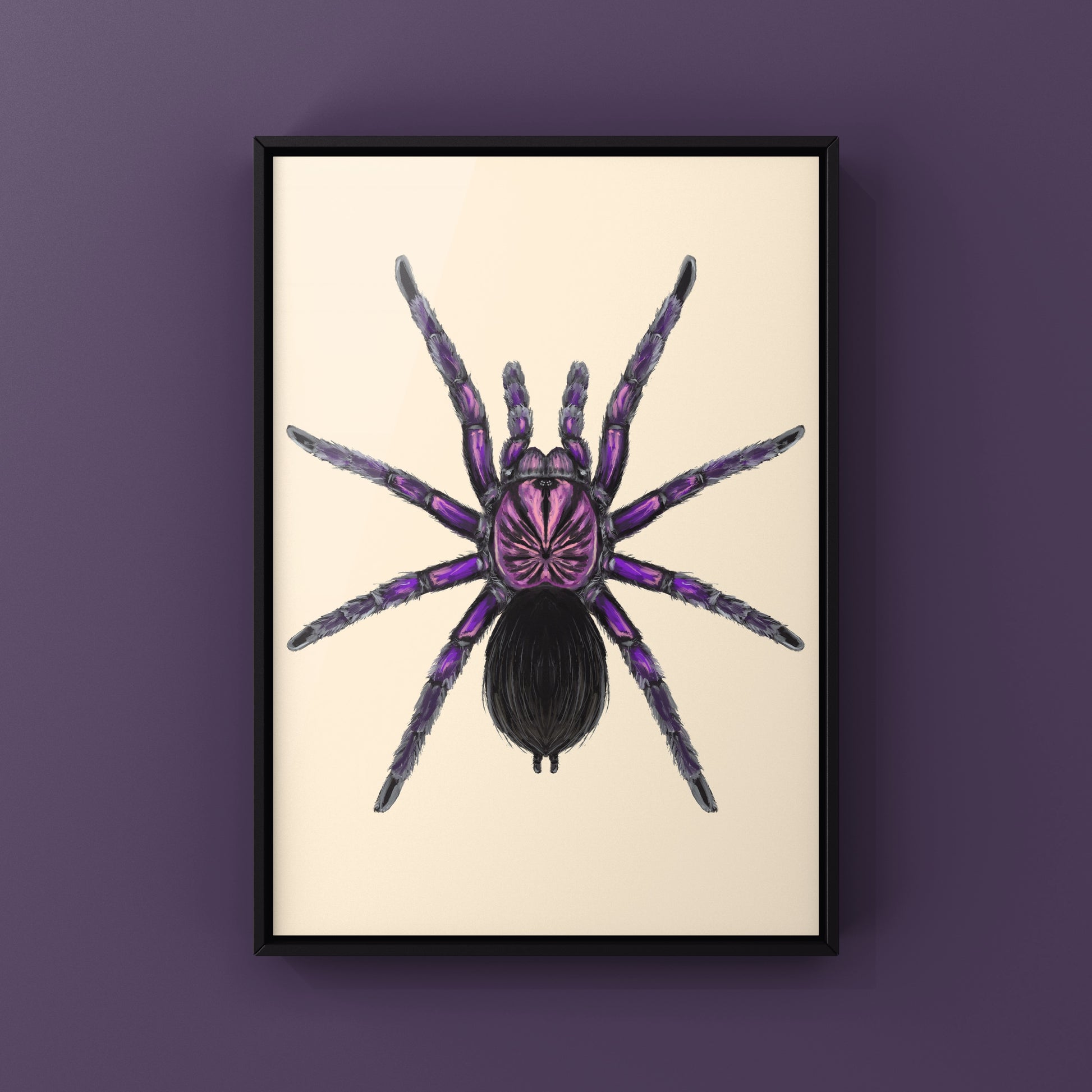 Purple Bloom Tarantula, Pamphobeteus sp. Machala, Photographic Art Print from The Silk Ranch