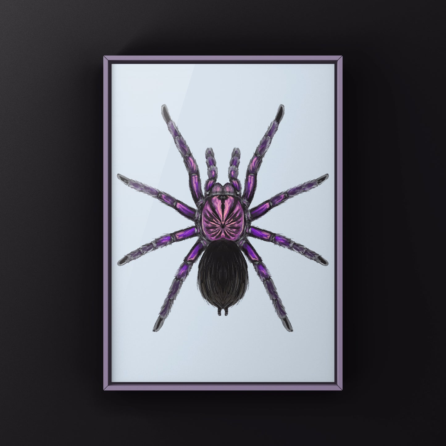 Purple Bloom Tarantula, Pamphobeteus sp. Machala, Photographic Art Print from The Silk Ranch