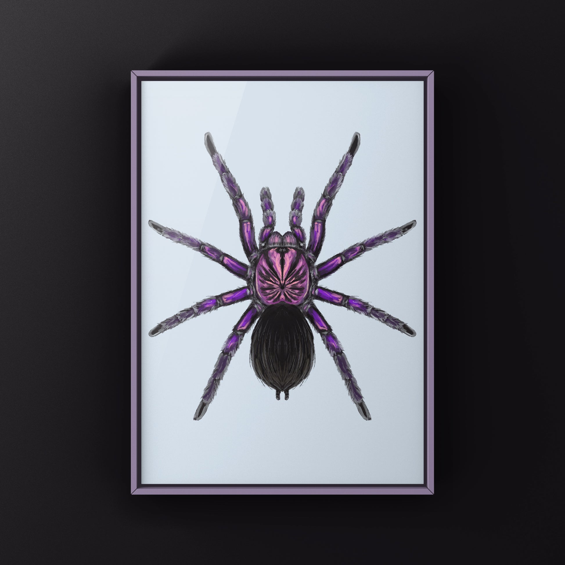 Purple Bloom Tarantula, Pamphobeteus sp. Machala, Photographic Art Print from The Silk Ranch