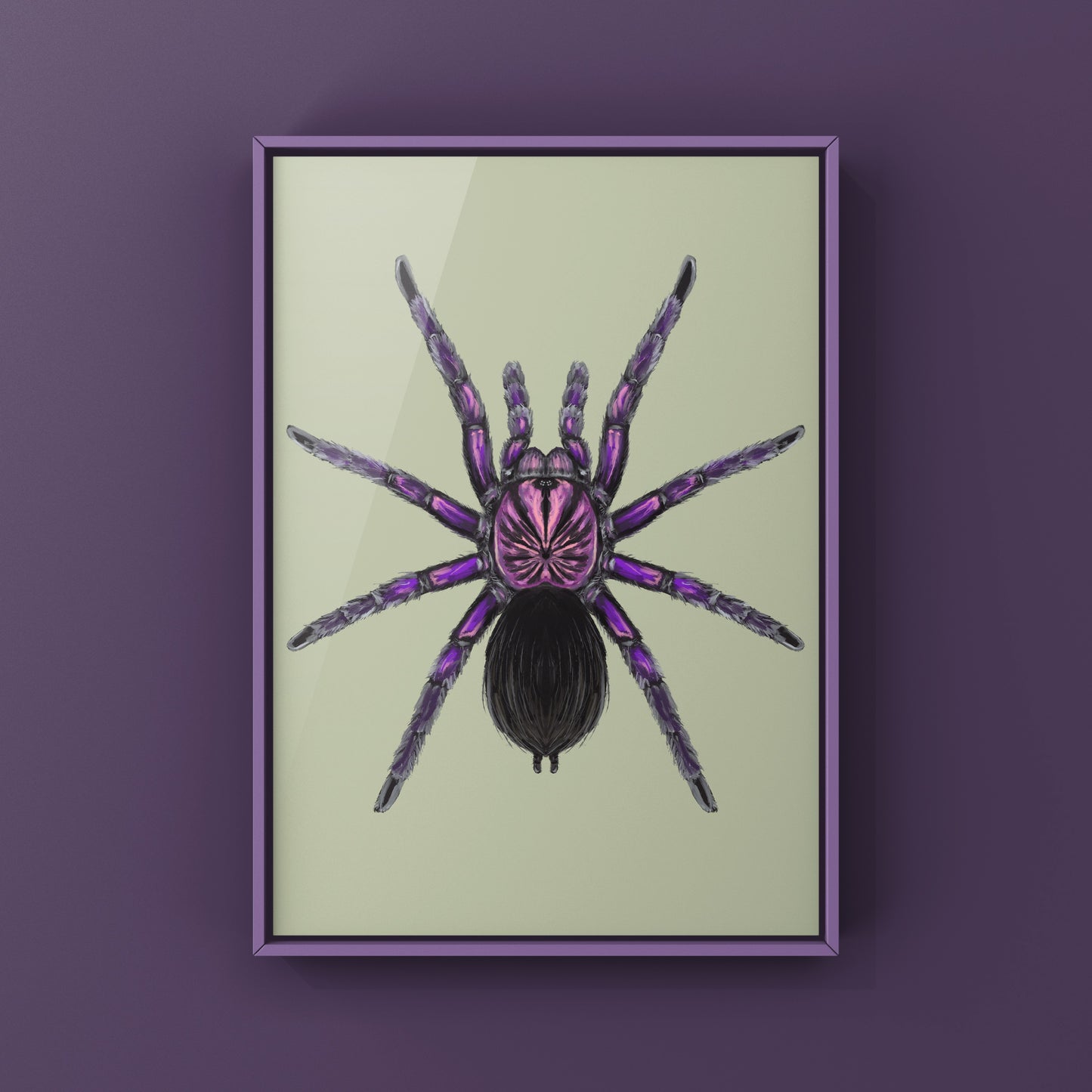Purple Bloom Tarantula, Pamphobeteus sp. Machala, Photographic Art Print from The Silk Ranch