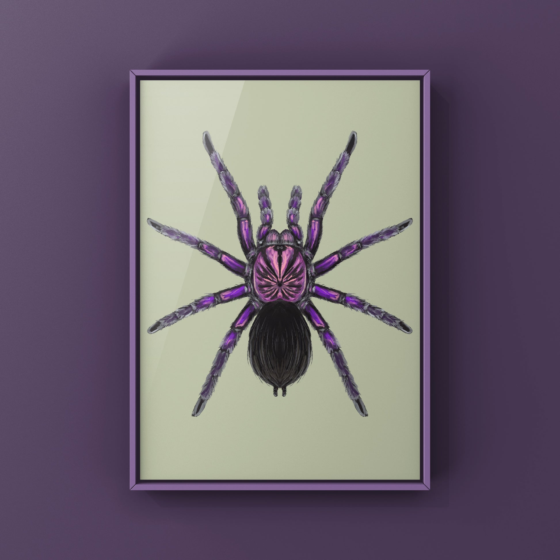 Purple Bloom Tarantula, Pamphobeteus sp. Machala, Photographic Art Print from The Silk Ranch