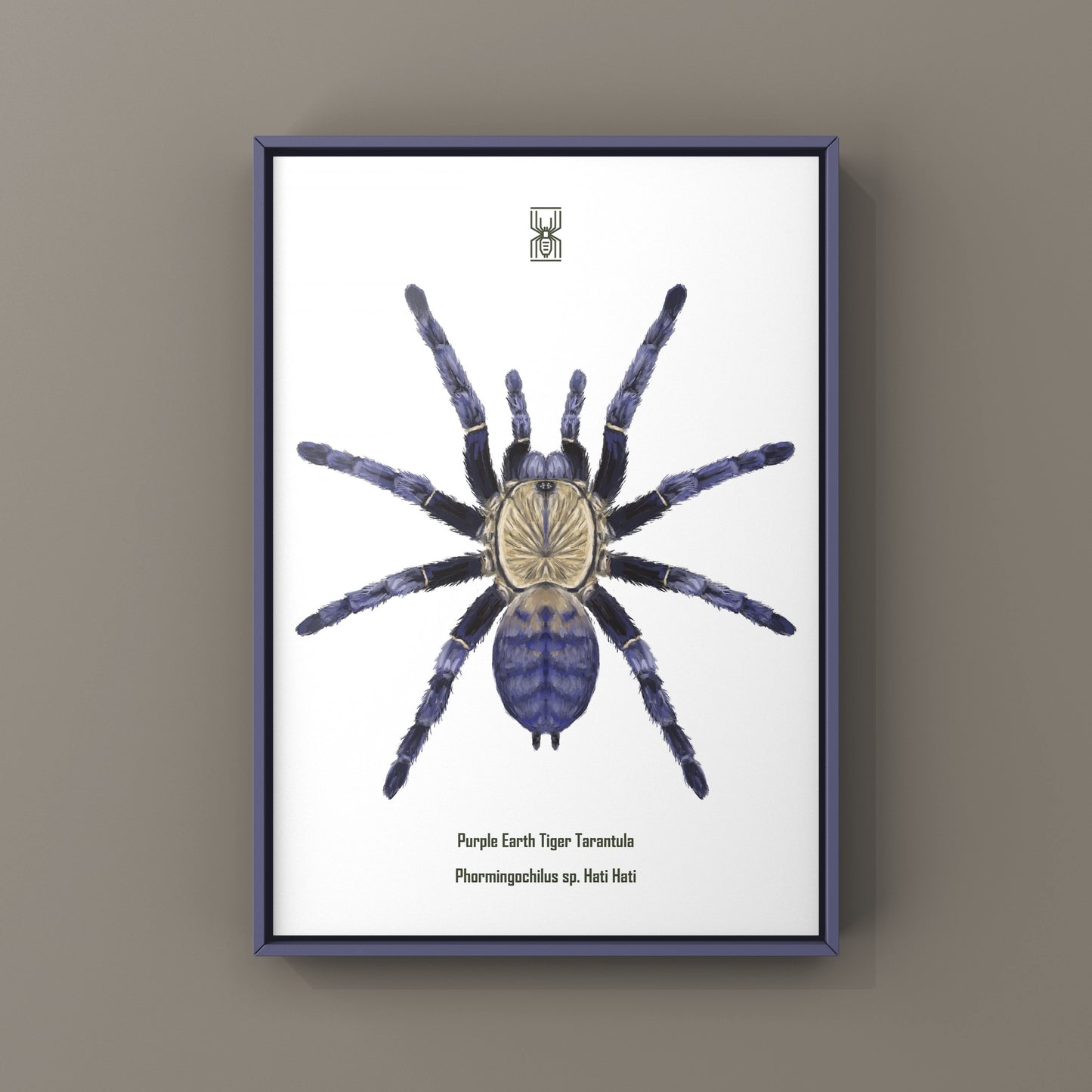 Purple Earth Tiger Tarantula, Phormingochilus Sp Hati Hati, Photographic Art Print