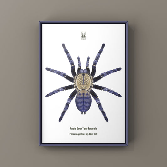Purple Earth Tiger Tarantula, Phormingochilus Sp Hati Hati, Photographic Art Print