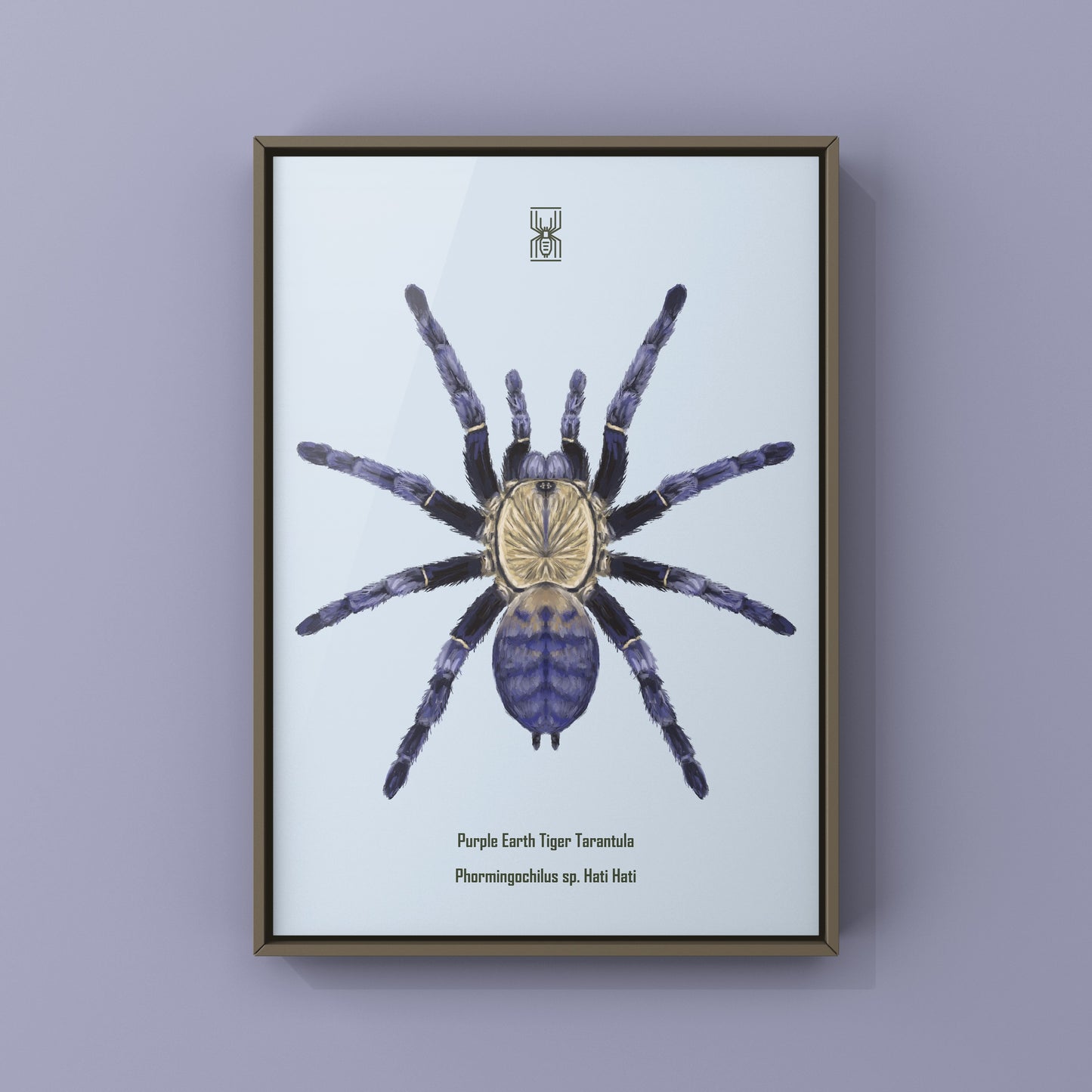 Purple Earth Tiger Tarantula, Phormingochilus Sp Hati Hati, Photographic Art Print