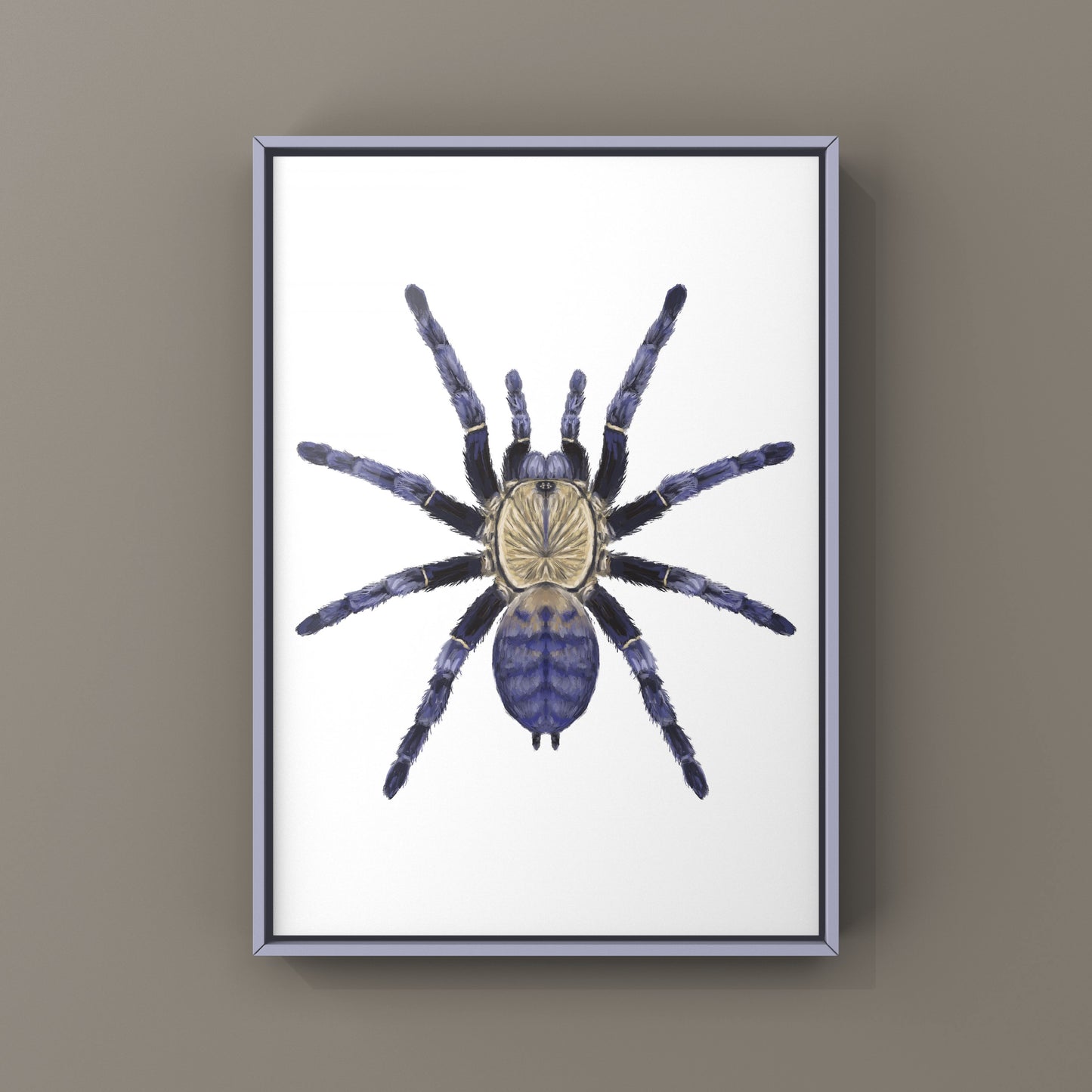 Purple Earth Tiger Tarantula, Phormingochilus Sp Hati Hati, Photographic Art Print