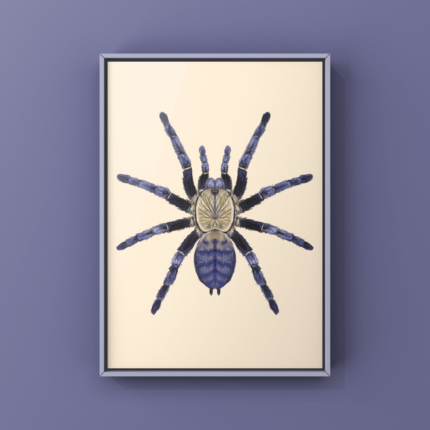 Purple Earth Tiger Tarantula, Phormingochilus Sp Hati Hati, Photographic Art Print