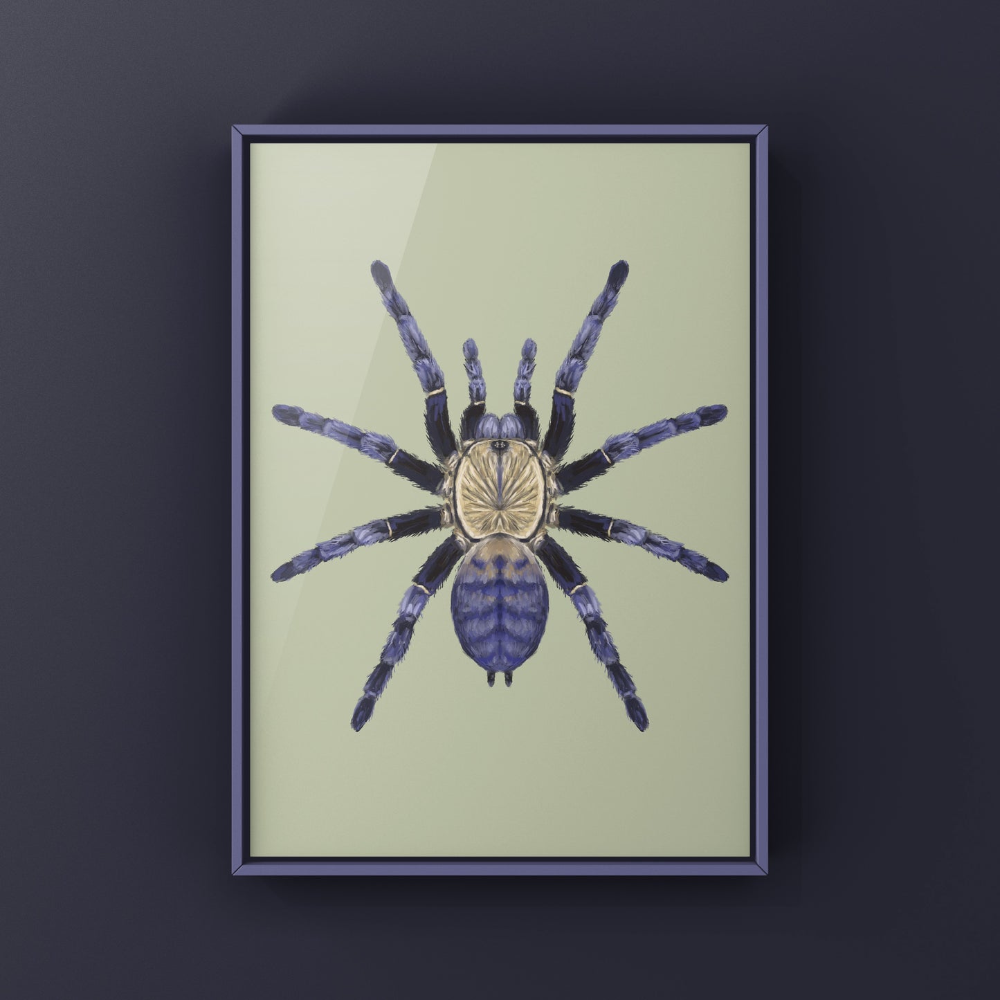 Purple Earth Tiger Tarantula, Phormingochilus Sp Hati Hati, Photographic Art Print
