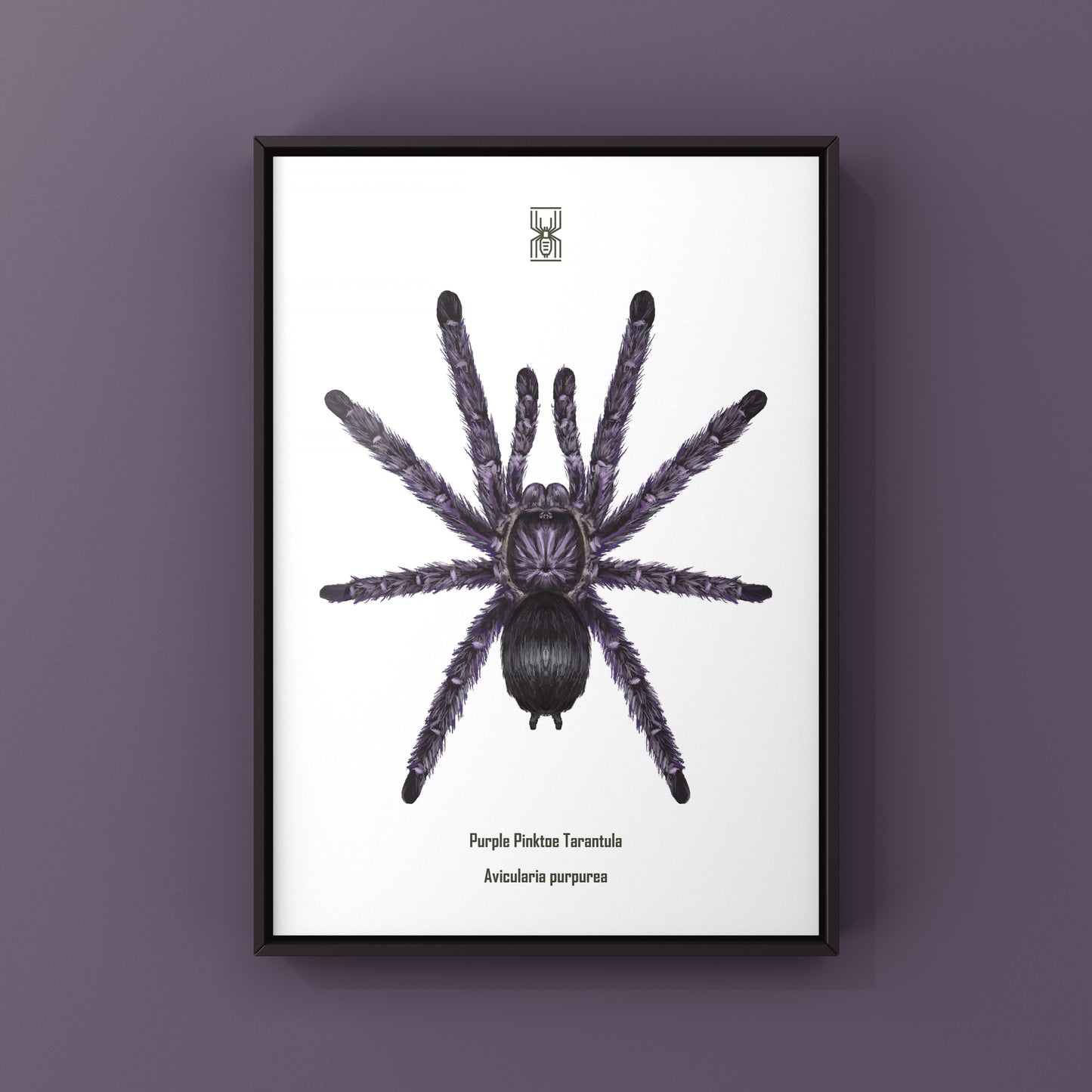 Purple Pinktoe Tarantula, Avicularia Purpurea, Photographic Art Print