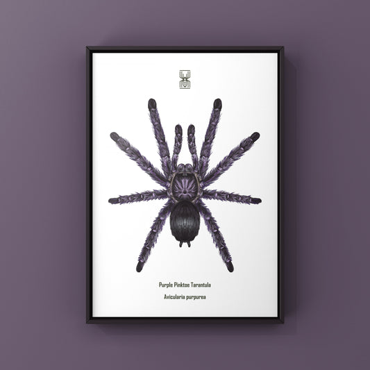 Purple Pinktoe Tarantula, Avicularia Purpurea, Photographic Art Print
