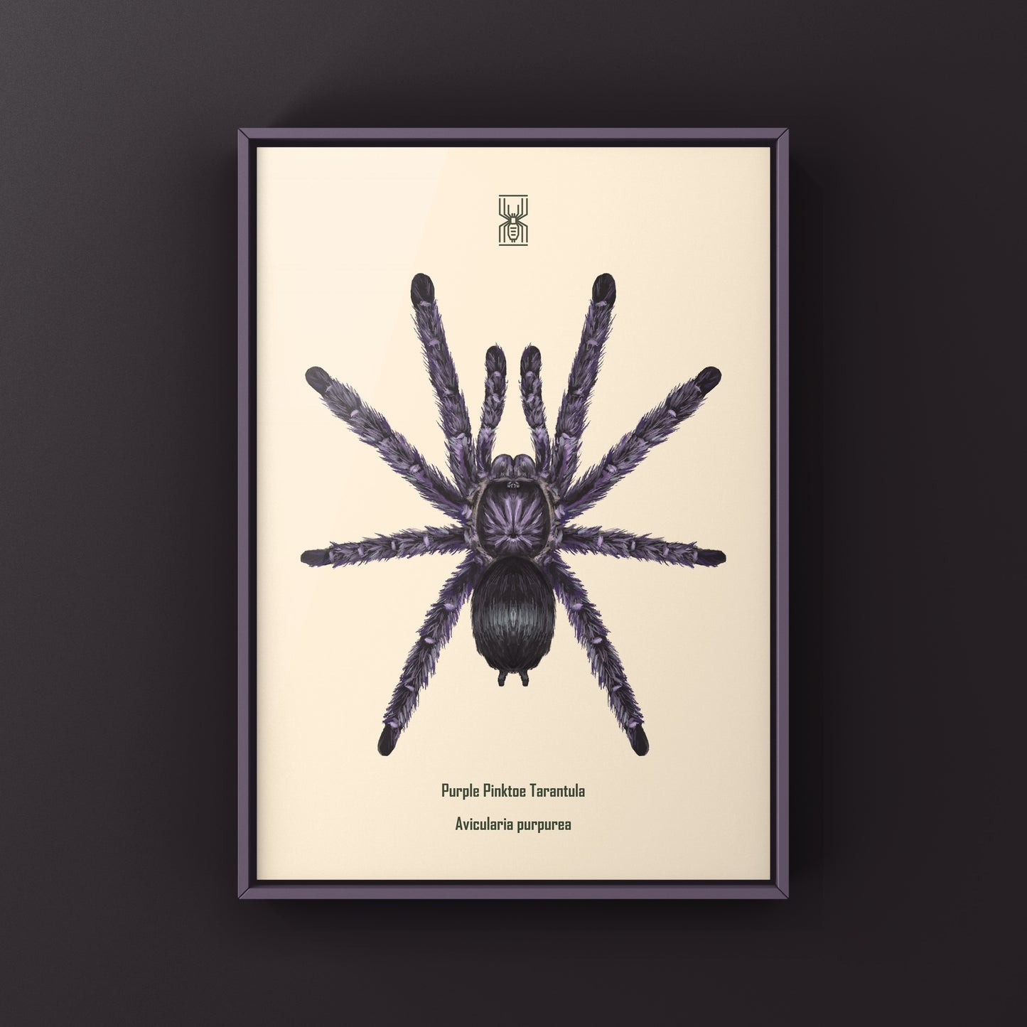 Purple Pinktoe Tarantula, Avicularia Purpurea, Photographic Art Print