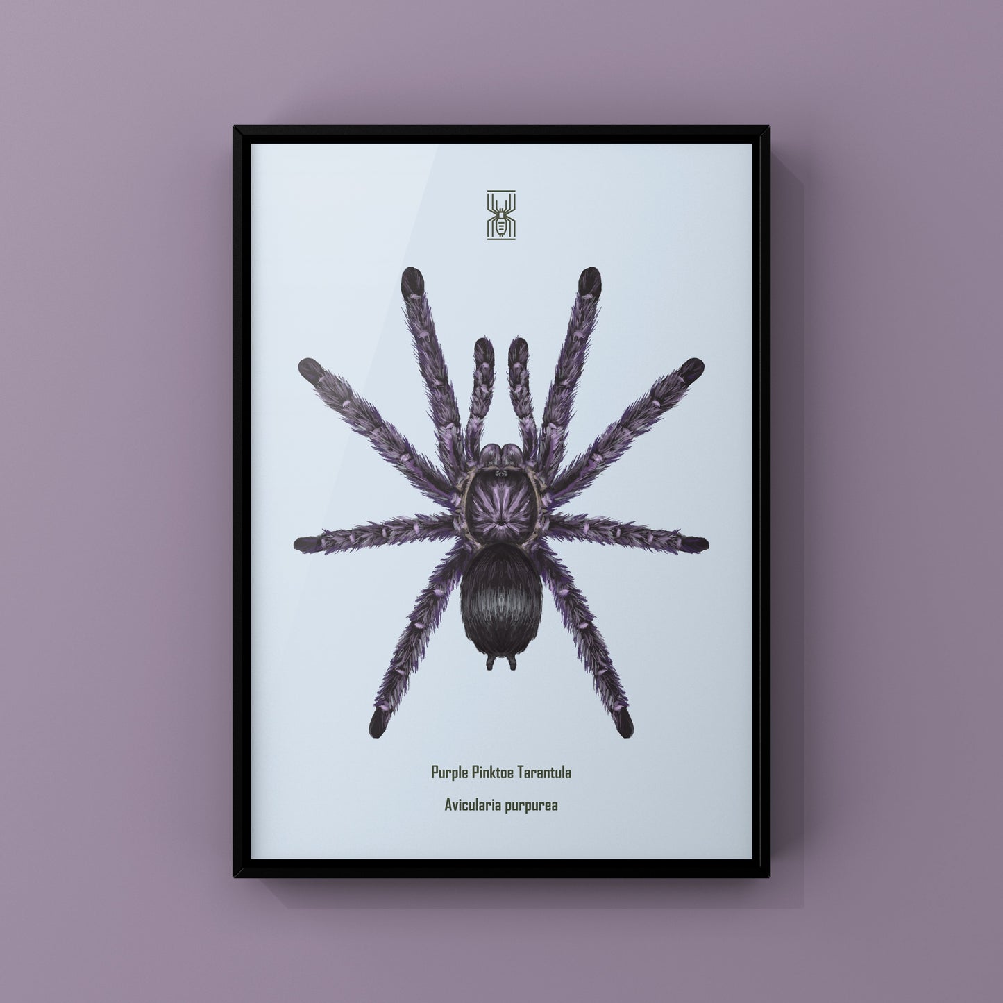 Purple Pinktoe Tarantula, Avicularia Purpurea, Photographic Art Print