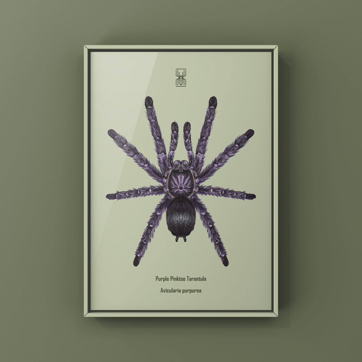 Purple Pinktoe Tarantula, Avicularia Purpurea, Photographic Art Print