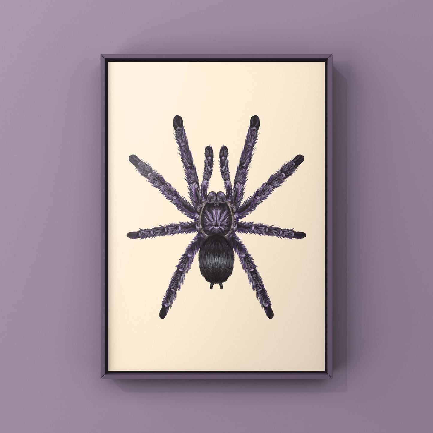 Purple Pinktoe Tarantula, Avicularia Purpurea, Photographic Art Print