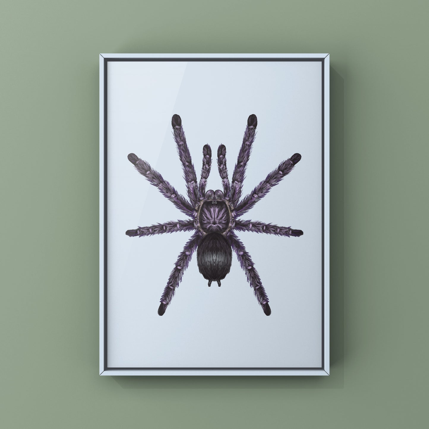 Purple Pinktoe Tarantula, Avicularia Purpurea, Photographic Art Print
