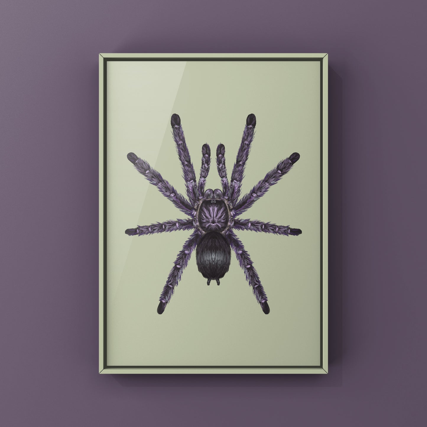 Purple Pinktoe Tarantula, Avicularia Purpurea, Photographic Art Print