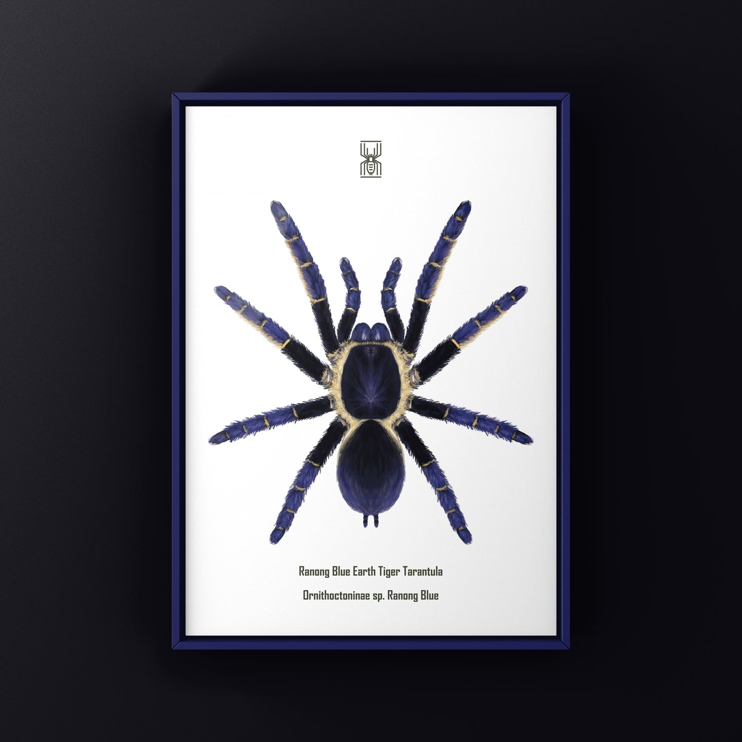 Ranong Blue Earth Tiger Tarantula, Ornithoctoninae sp. Ranong Blue, Photographic Art Print