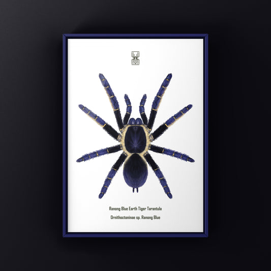 Ranong Blue Earth Tiger Tarantula, Ornithoctoninae sp. Ranong Blue, Photographic Art Print