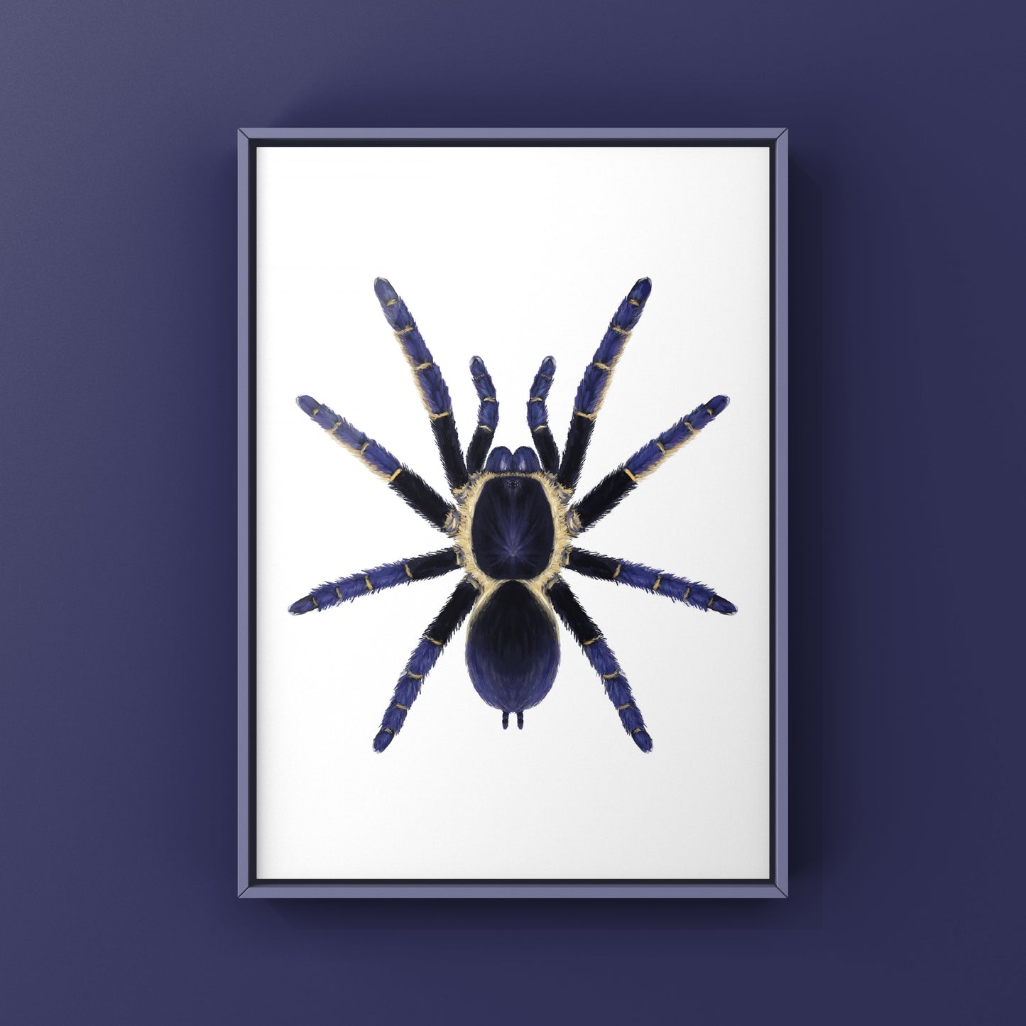 Ranong Blue Earth Tiger Tarantula, Ornithoctoninae sp. Ranong Blue, Photographic Art Print