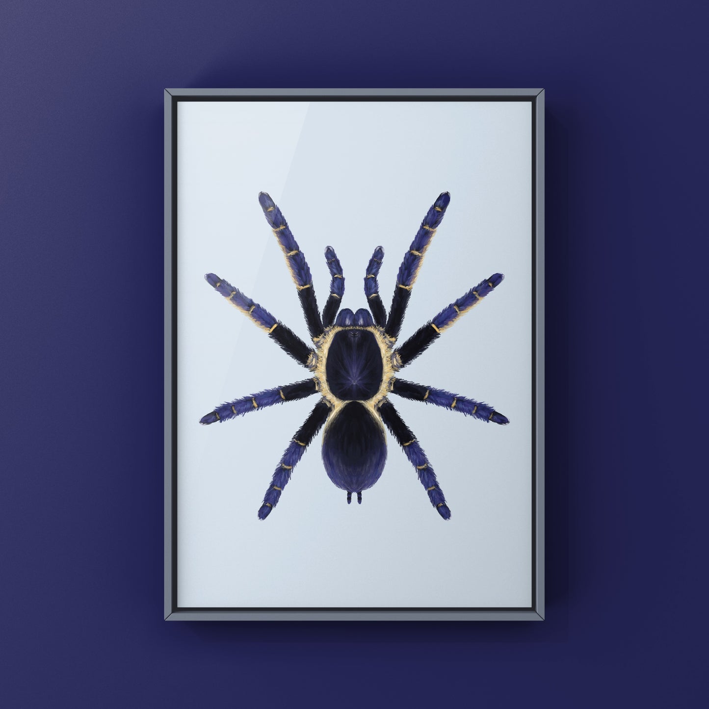 Ranong Blue Earth Tiger Tarantula, Ornithoctoninae sp. Ranong Blue, Photographic Art Print