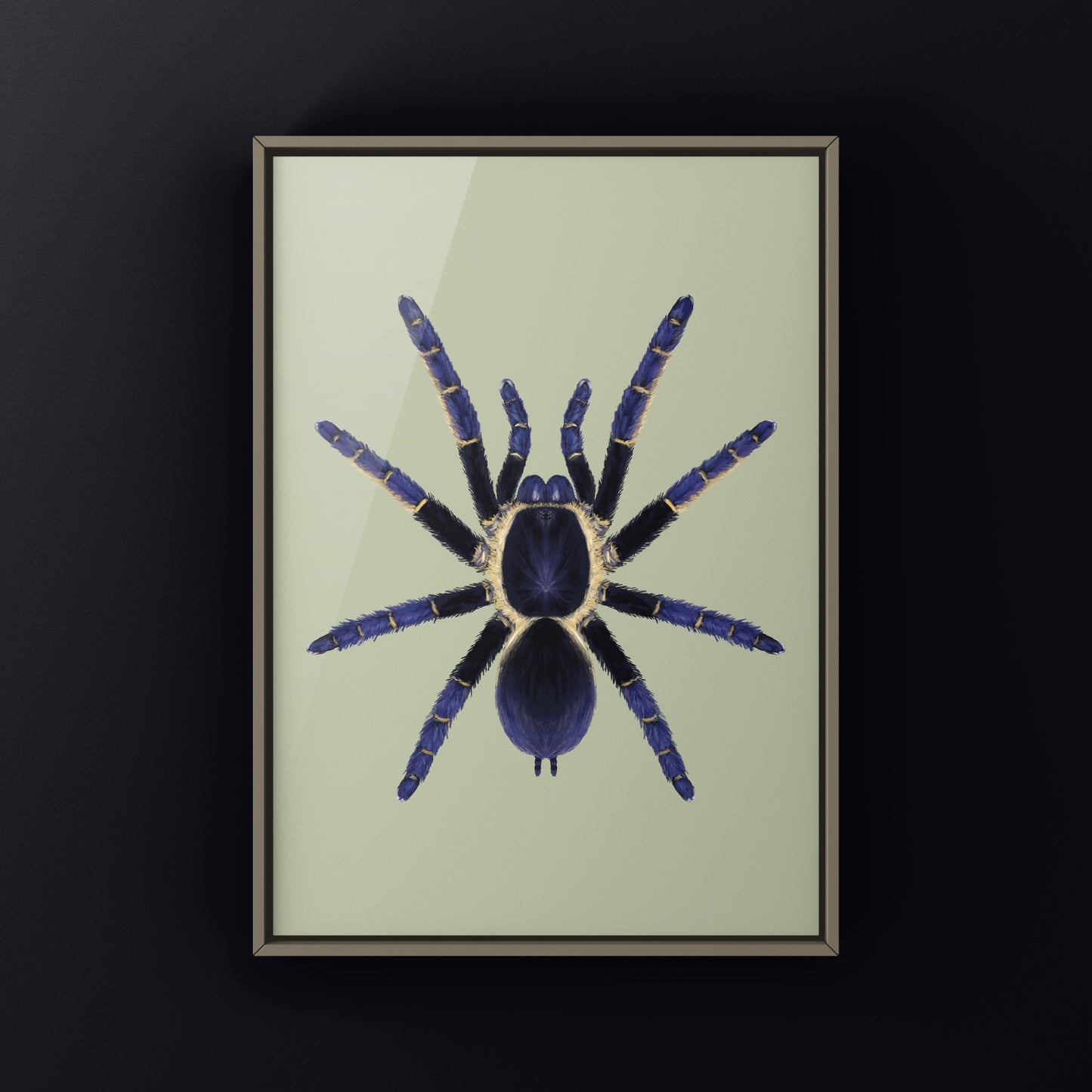 Ranong Blue Earth Tiger Tarantula, Ornithoctoninae sp. Ranong Blue, Photographic Art Print