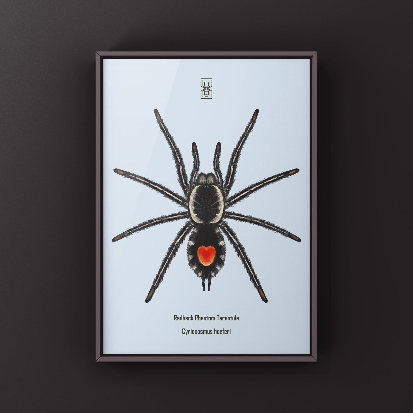 Redback Phantom Tarantula, Cyriocosmus Hoeferi, Photographic Art Print