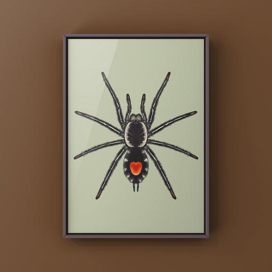 Redback Phantom Tarantula, Cyriocosmus Hoeferi, Photographic Art Print