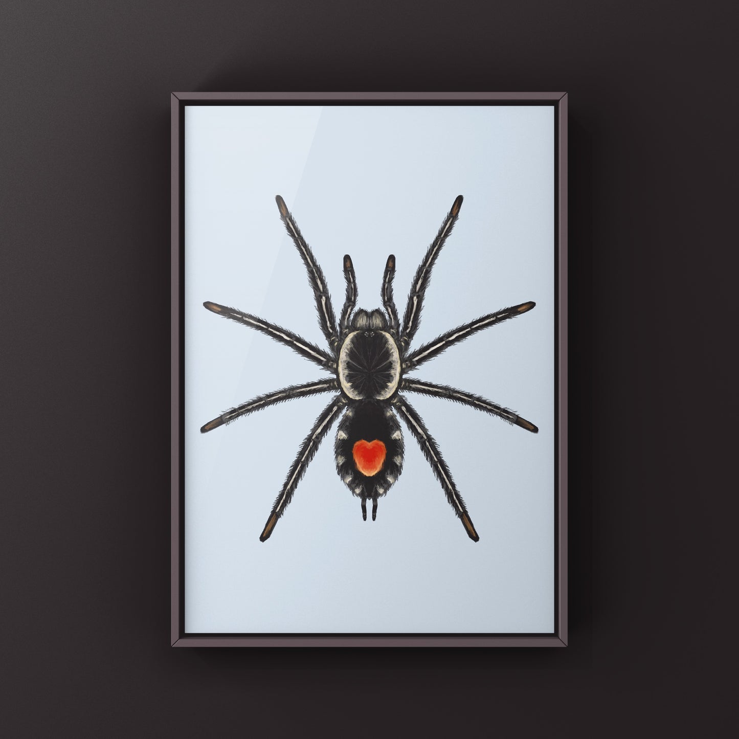 Redback Phantom Tarantula, Cyriocosmus Hoeferi, Photographic Art Print