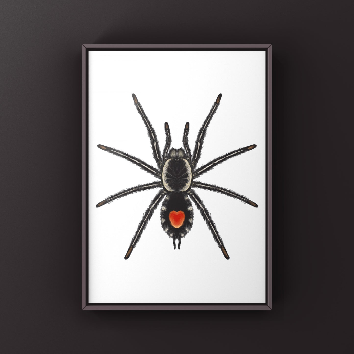 Redback Phantom Tarantula, Cyriocosmus Hoeferi, Photographic Art Print
