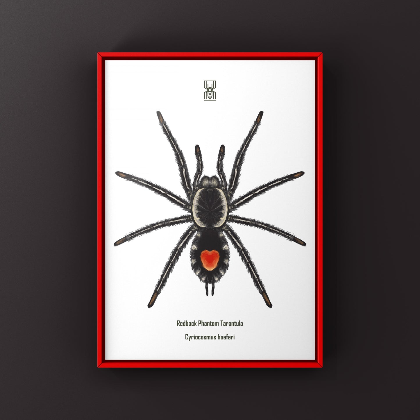 Redback Phantom Tarantula, Cyriocosmus Hoeferi, Photographic Art Print