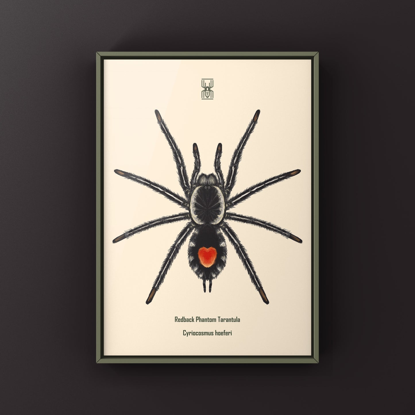Redback Phantom Tarantula, Cyriocosmus Hoeferi, Photographic Art Print