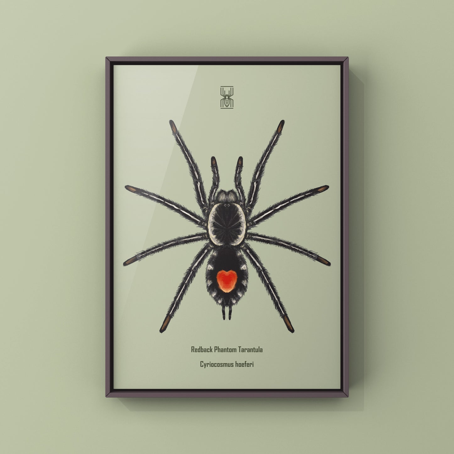 Redback Phantom Tarantula, Cyriocosmus Hoeferi, Photographic Art Print