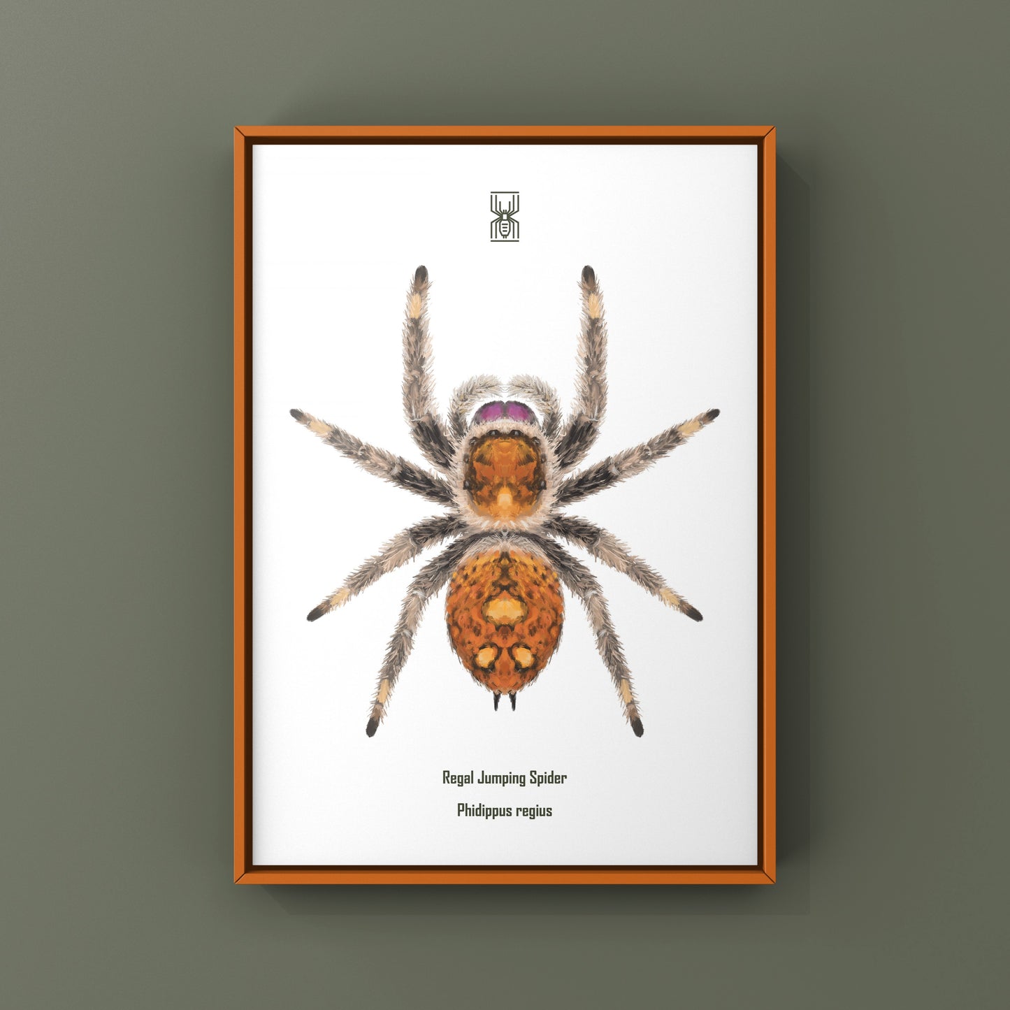 Regal Jumping Spider, Phidippus Regius, Photographic Art Print