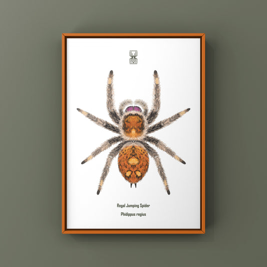 Regal Jumping Spider, Phidippus Regius, Photographic Art Print