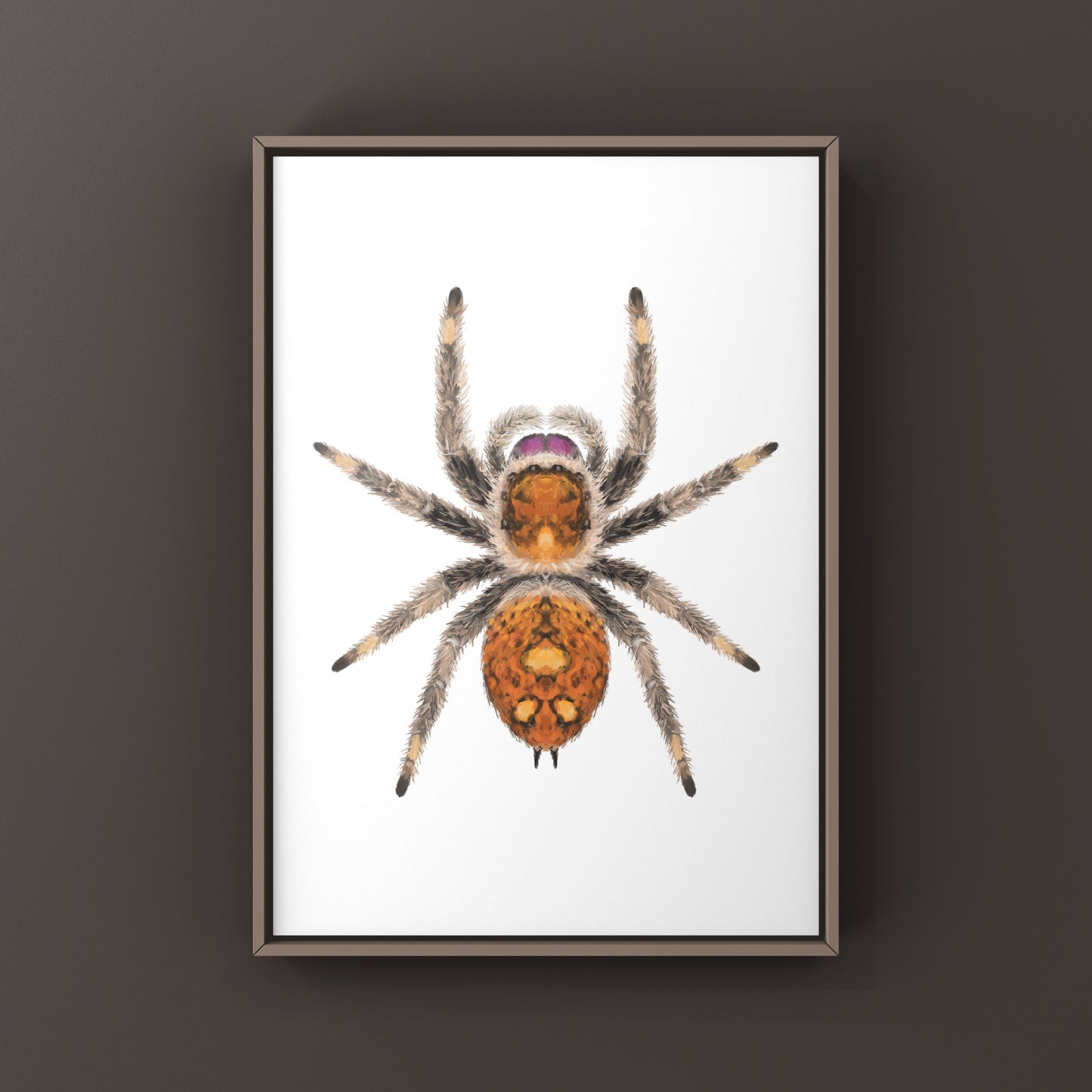 Regal Jumping Spider, Phidippus Regius, Photographic Art Print