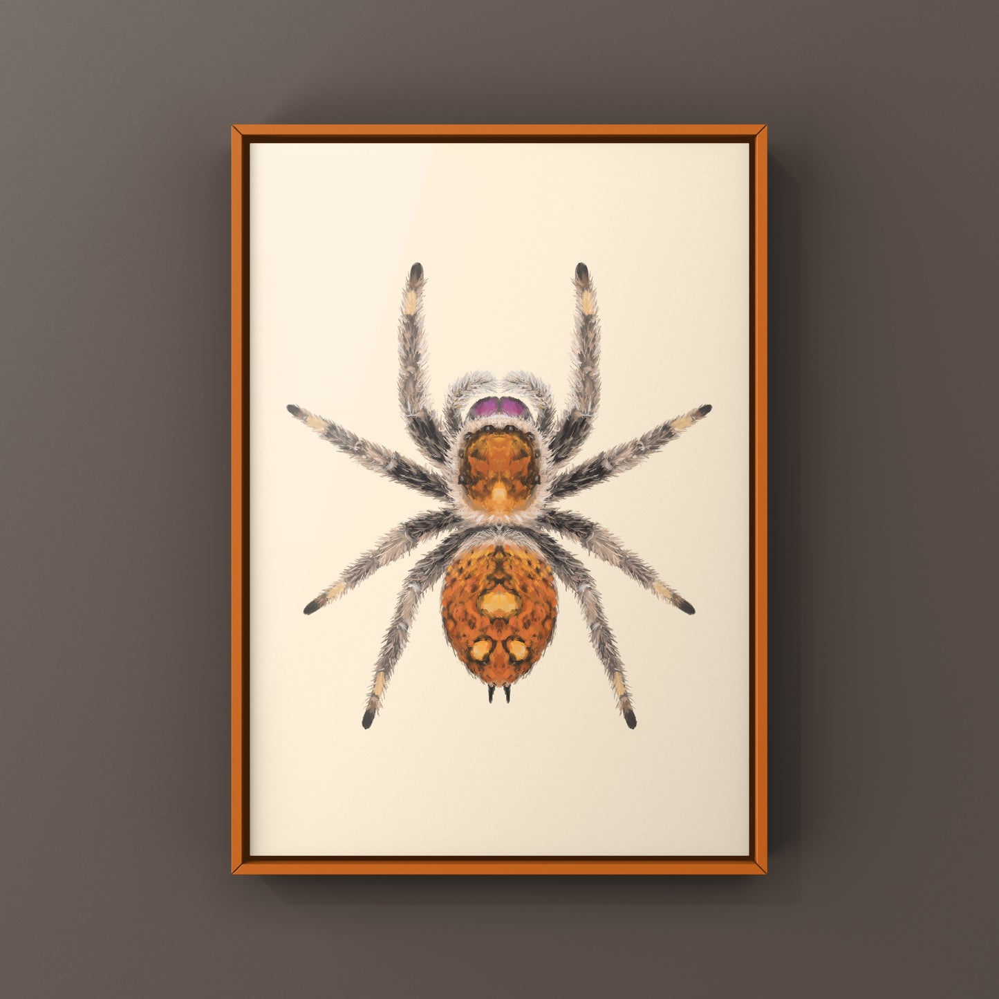 Regal Jumping Spider, Phidippus Regius, Photographic Art Print