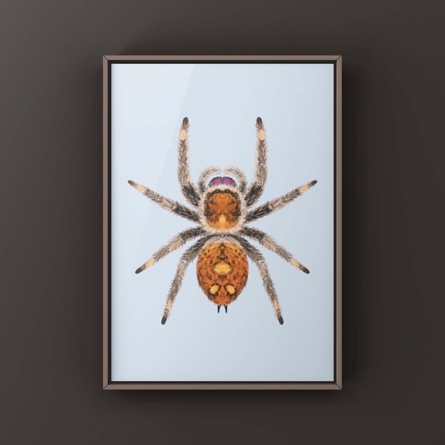 Regal Jumping Spider, Phidippus Regius, Photographic Art Print