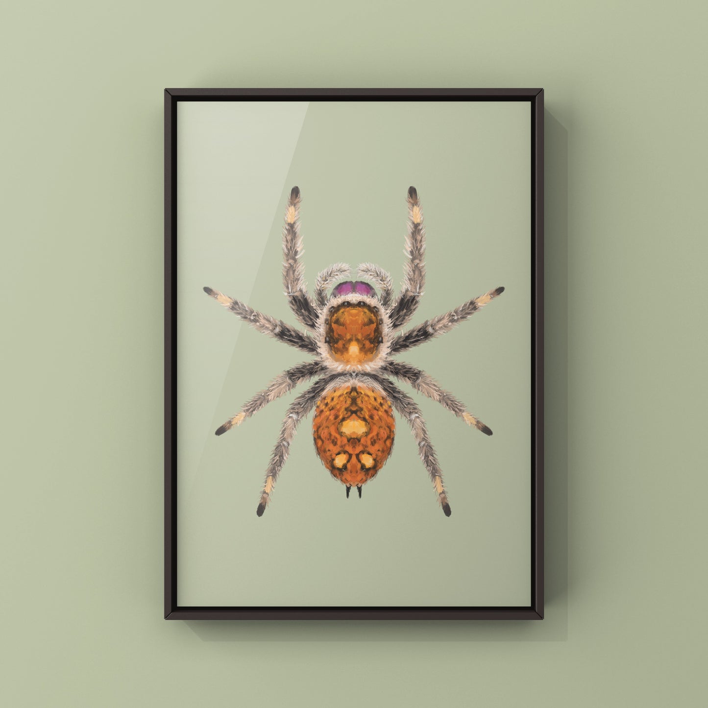 Regal Jumping Spider, Phidippus Regius, Photographic Art Print