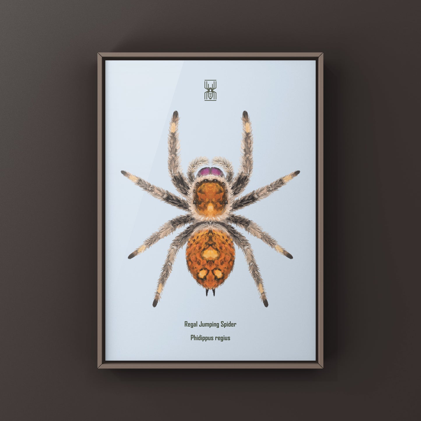 Regal Jumping Spider, Phidippus Regius, Photographic Art Print