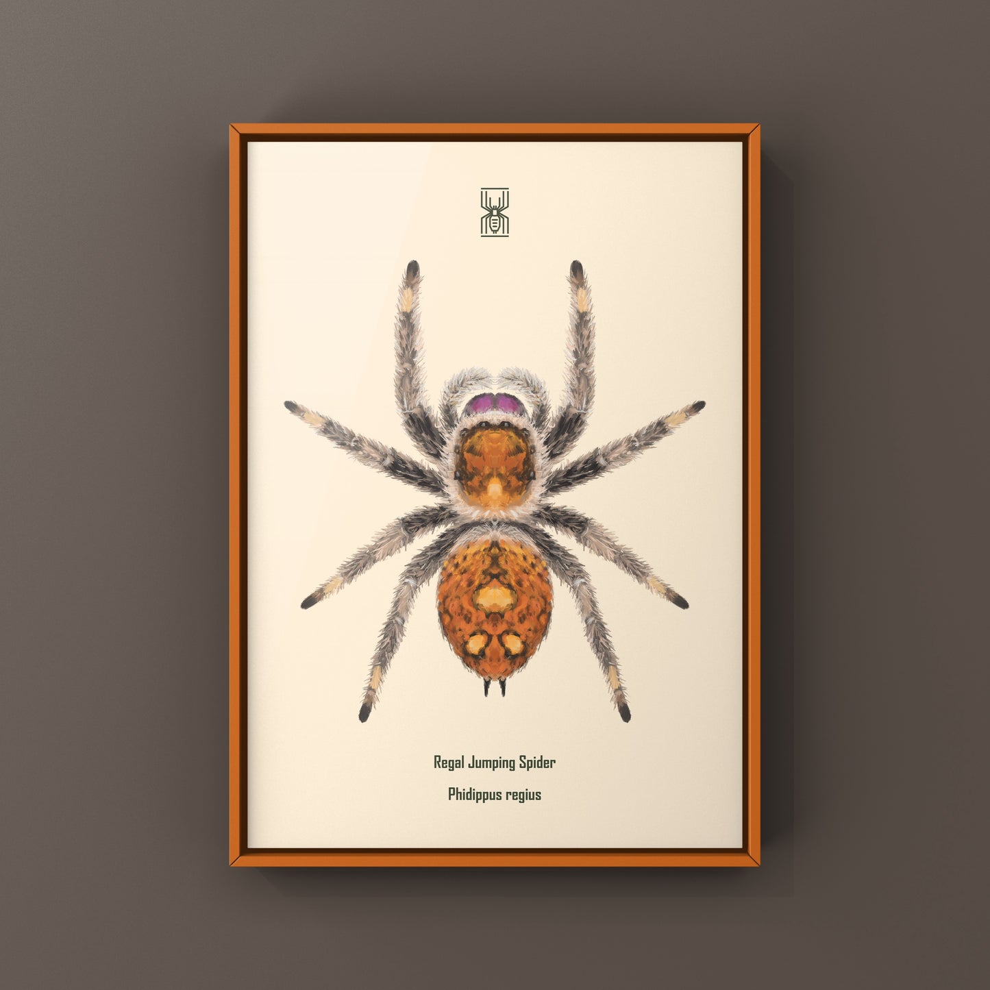 Regal Jumping Spider, Phidippus Regius, Photographic Art Print