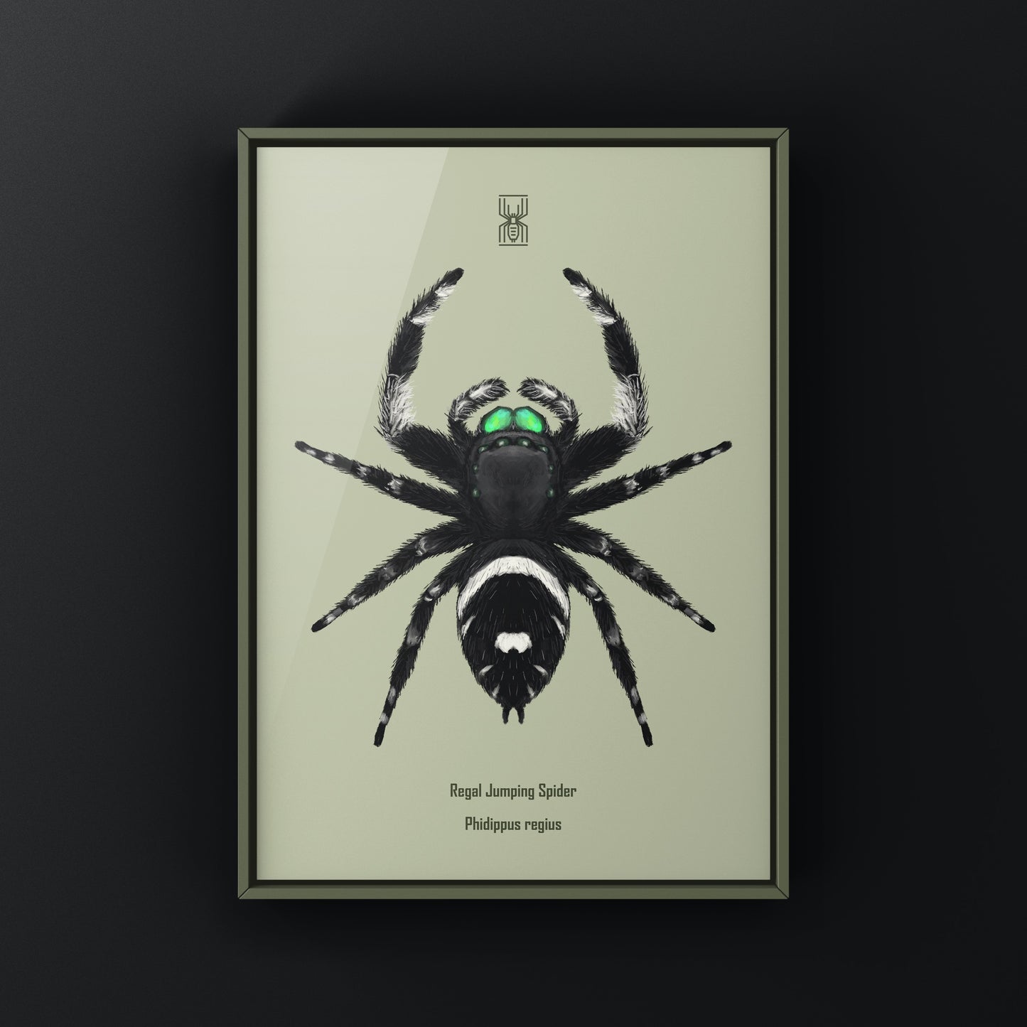 Regal Jumping Spider, Phidippus Regius, Photographic Art Print