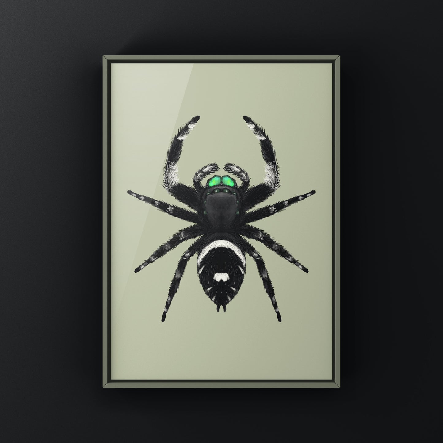 Regal Jumping Spider, Phidippus Regius, Photographic Art Print