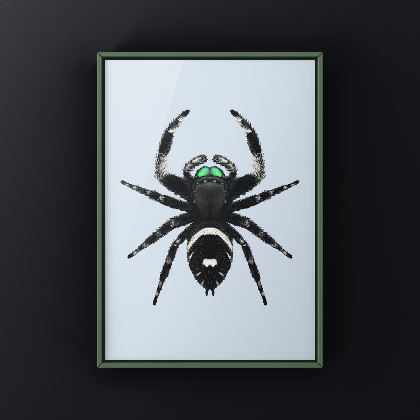 Regal Jumping Spider, Phidippus Regius, Photographic Art Print