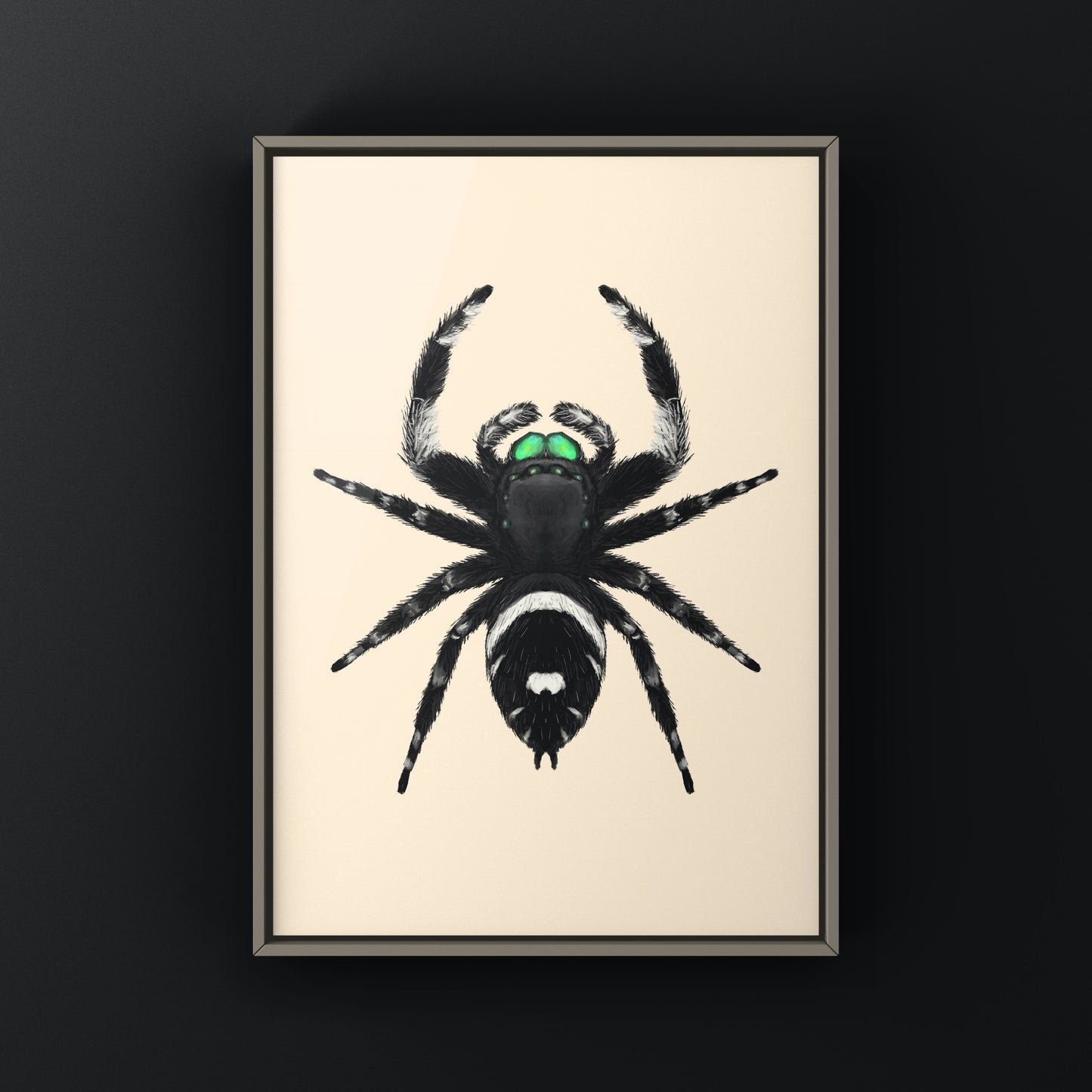 Regal Jumping Spider, Phidippus Regius, Photographic Art Print